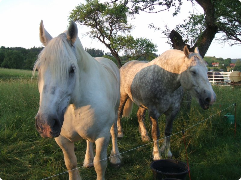 dscf0922.jpg